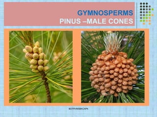 GYMNOSPERMS
PINUS –MALE CONES
BOTRVMSBKCAPK
 