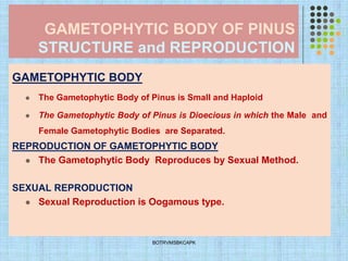 GAMETOPHYTIC BODY OF PINUS
STRUCTURE and REPRODUCTION
GAMETOPHYTIC BODY
⚫ The Gametophytic Body of Pinus is Small and Haploid
⚫ The Gametophytic Body of Pinus is Dioecious in which the Male and
Female Gametophytic Bodies are Separated.
REPRODUCTION OF GAMETOPHYTIC BODY
⚫ The Gametophytic Body Reproduces by Sexual Method.
SEXUAL REPRODUCTION
⚫ Sexual Reproduction is Oogamous type.
BOTRVMSBKCAPK
 