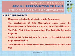GAMETOPHYTIC BODY
-SEXUAL REPRODUCTION OF PINUS
STRUCTURE OF MALE GAMETOPHYTE
MALE GAMETOPHYTE
⚫ Microspore or Pollen Germinates in to Male Gametophyte.
⚫ The development of Male Gametophyte starts inside the
Microsporangium or Pollen Sac and ends on the surface of Nucellus.
⚫ The Pollen First divides to form a Small First Prothallial Cell and a
Large Cell
⚫ The Large Cell further divides to form a Second Prothallial Cell and a
Large Antheridial Cell
⚫ The Antheridial Cell further divides in to a Generative Cell and a Tube
Cell.
BOTRVMSBKCAPK
 