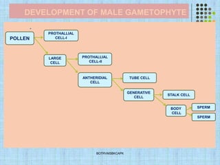 DEVELOPMENT OF MALE GAMETOPHYTE
.
BOTRVMSBKCAPK
LARGE
CELL
PROTHALLIAL
CELL-II
GENERATIVE
CELL
TUBE CELL
ANTHERIDIAL
CELL
STALK CELL
PROTHALLIAL
CELL-I
POLLEN
BODY
CELL
SPERM
SPERM
 