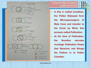 STRUCTURE OF MALE
GAMETOPHYTE
BOTRVMSBKCAPK
• In this 4- Celled Condition,
the Pollen Released from
the Microsporangium of
Male Cone and transfer to
the Ovule by Wind, this
process called Pollination.
• At the time of Pollination,
the Nucellus secretes
mucilage Pollination Drops
that Receives and Brings
the Pollens in to Pollen
Chamber.
 