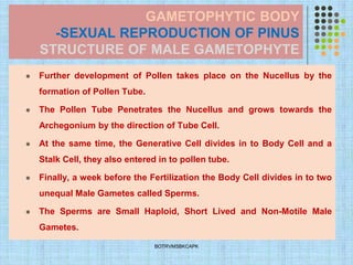 GAMETOPHYTIC BODY
-SEXUAL REPRODUCTION OF PINUS
STRUCTURE OF MALE GAMETOPHYTE
⚫ Further development of Pollen takes place on the Nucellus by the
formation of Pollen Tube.
⚫ The Pollen Tube Penetrates the Nucellus and grows towards the
Archegonium by the direction of Tube Cell.
⚫ At the same time, the Generative Cell divides in to Body Cell and a
Stalk Cell, they also entered in to pollen tube.
⚫ Finally, a week before the Fertilization the Body Cell divides in to two
unequal Male Gametes called Sperms.
⚫ The Sperms are Small Haploid, Short Lived and Non-Motile Male
Gametes.
BOTRVMSBKCAPK
 