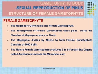 GAMETOPHYTIC BODY
-SEXUAL REPRODUCTION OF PINUS
STRUCTURE OF FEMALE GAMETOPHYTE
FEMALE GAMETOPHYTE
⚫ The Megaspore Germinates into Female Gametophyte.
⚫ The development of Female Gametophyte takes place inside the
Nucellus of Megasporangium or Ovule.
⚫ The Megaspore divides by Mitotic to form Female Gametophyte
Consists of 2000 Cells.
⚫ The Mature Female Gametophyte produces 3 to 5 Female Sex Organs
called Archegonia towards the Micropylar end.
BOTRVMSBKCAPK
 