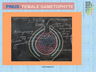 PINUS -FEMALE GAMETOPHYTE
.
BOTRVMSBKCAPK
 