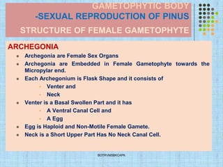 GAMETOPHYTIC BODY
-SEXUAL REPRODUCTION OF PINUS
STRUCTURE OF FEMALE GAMETOPHYTE
ARCHEGONIA
⚫ Archegonia are Female Sex Organs
⚫ Archegonia are Embedded in Female Gametophyte towards the
Micropylar end.
⚫ Each Archegonium is Flask Shape and it consists of
▪ Venter and
▪ Neck
⚫ Venter is a Basal Swollen Part and it has
▪ A Ventral Canal Cell and
▪ A Egg
⚫ Egg is Haploid and Non-Motile Female Gamete.
⚫ Neck is a Short Upper Part Has No Neck Canal Cell.
BOTRVMSBKCAPK
 