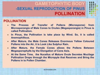 GAMETOPHYTIC BODY
-SEXUAL REPRODUCTION OF PINUS
POLLINATION
POLLINATION
⚫ The Process of Transfer of Pollens (Microspores) from
Microsporangia of Male Cones to Ovules (Megasporangia) in Pinus is
called Pollination.
⚫ In Pinus, the Pollination is take place by Wind. So, it is called
Anemophillous.
⚫ After Mature, the Male Cones Releases Enormous Yellow Coloured
Pollens into the Air, it is Look Like Sulphur Rain.
⚫ After Mature, the Female Cones allows the Pollens Between
Megasporophylls by the Elongation of Cone Axis.
⚫ At the Same Time, the Nucellus of Mature Ovule Secretes Mucilage
Pollination Drops through the Micropyle that Receives and Bring the
Pollens in to Pollen Chamber.
BOTRVMSBKCAPK
 