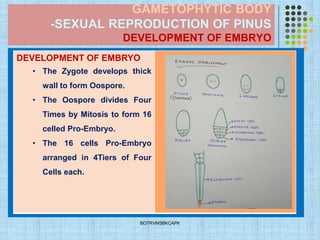 GAMETOPHYTIC BODY
-SEXUAL REPRODUCTION OF PINUS
DEVELOPMENT OF EMBRYO
.
BOTRVMSBKCAPK
DEVELOPMENT OF EMBRYO
• The Zygote develops thick
wall to form Oospore.
• The Oospore divides Four
Times by Mitosis to form 16
celled Pro-Embryo.
• The 16 cells Pro-Embryo
arranged in 4Tiers of Four
Cells each.
 