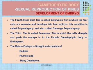 GAMETOPHYTIC BODY
-SEXUAL REPRODUCTION OF PINUS
DEVELOPMENT OF EMBRYO
⚫ The Fourth Inner Most Tier is called Embryonic Tier in which the four
cells are separate and develops into four embryo, this condition is
called Polyembryony and also called Cleavage Polyembryony.
⚫ The Third Tier is called Suspensor Tier in which the cells elongate
and push the embryo in to the Female Gametophytic body or
Endosperm.
⚫ The Mature Embryo is Straight and consists of
▪ Radicle
▪ Plumule and
▪ Many Cotyledons.
BOTRVMSBKCAPK
 