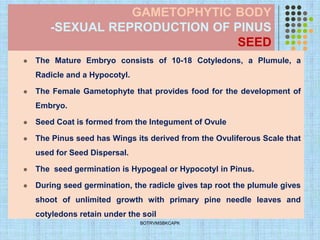 GAMETOPHYTIC BODY
-SEXUAL REPRODUCTION OF PINUS
SEED
⚫ The Mature Embryo consists of 10-18 Cotyledons, a Plumule, a
Radicle and a Hypocotyl.
⚫ The Female Gametophyte that provides food for the development of
Embryo.
⚫ Seed Coat is formed from the Integument of Ovule
⚫ The Pinus seed has Wings its derived from the Ovuliferous Scale that
used for Seed Dispersal.
⚫ The seed germination is Hypogeal or Hypocotyl in Pinus.
⚫ During seed germination, the radicle gives tap root the plumule gives
shoot of unlimited growth with primary pine needle leaves and
cotyledons retain under the soil
BOTRVMSBKCAPK
 