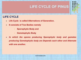 LIFE CYCLE OF PINUS
LIFE CYCLE
⚫ Life Cycle is called Alternations of Generation.
⚫ It consists of Two Bodies namely
▪ Sporophytic Body and
▪ Gametophytic Body
⚫ In which the spores producing Sporophytic body and gametes
producing Gametophytic body are Depends each other and Alternate
with one another.
BOTRVMSBKCAPK
 