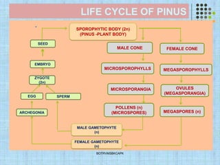 LIFE CYCLE OF PINUS
.
BOTRVMSBKCAPK
MALE CONE FEMALE CONE
POLLENS (n)
(MICROSPORES) MEGASPORES (n)
EMBRYO
MALE GAMETOPHYTE
(n)
FEMALE GAMETOPHYTE
(n)
ARCHEGONIA
ZYGOTE
(2n)
EGG SPERM
SEED
MICROSPOROPHYLLS MEGASPOROPHYLLS
MICROSPORANGIA OVULES
(MEGASPORANGIA)
SPOROPHYTIC BODY (2n)
(PINUS -PLANT BODY)
 