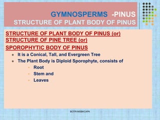 GYMNOSPERMS -PINUS
STRUCTURE OF PLANT BODY OF PINUS
STRUCTURE OF PLANT BODY OF PINUS (or)
STRUCTURE OF PINE TREE (or)
SPOROPHYTIC BODY OF PINUS
⚫ It is a Conical, Tall, and Evergreen Tree
⚫ The Plant Body is Diploid Sporophyte, consists of
▪ Root
▪ Stem and
▪ Leaves
BOTRVMSBKCAPK
 