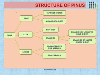 STRUCTURE OF PINUS
.
BOTRVMSBKCAPK
MAIN STEM
PINUS
ROOT
STEM
MYCORRHIZAL ROOT
LEAVES
TAP ROOT SYSTEM
BRANCHES
SCALE LEAVES
FOILAGE LEAVES
(PINE NEEDLES)
BRANCHES OF LIMITED
(DWARF SHOOT)
BRANCHES OF UNLIMITED
(LONG SHOOT)
 