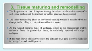 3. Tissue maturing and remodelling
 The long-term success of implant therapy is reliant on the maintenance of a
soft-tissue seal around the implant, as well as adequate bone support.
 The tissue-remodeling phase of the wound-healing process is associated with a
change in the collagen composition within the wound.
 As the wound matures, type III collagen, which is the predominant matrix
molecule found in granulation tissue, is ultimately replaced with type I
collagen.
 It has been shown that expression of the collagen 1A1 gene is down-regulated
in the aged periodontal ligament.
 