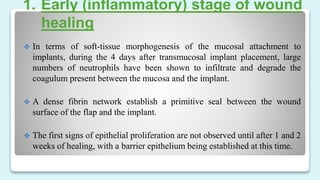 1. Early (inflammatory) stage of wound
healing
 In terms of soft-tissue morphogenesis of the mucosal attachment to
implants, during the 4 days after transmucosal implant placement, large
numbers of neutrophils have been shown to infiltrate and degrade the
coagulum present between the mucosa and the implant.
 A dense fibrin network establish a primitive seal between the wound
surface of the flap and the implant.
 The first signs of epithelial proliferation are not observed until after 1 and 2
weeks of healing, with a barrier epithelium being established at this time.
 