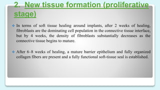2. New tissue formation (proliferative
stage)
 In terms of soft tissue healing around implants, after 2 weeks of healing,
fibroblasts are the dominating cell population in the connective tissue interface,
but by 4 weeks, the density of fibroblasts substantially decreases as the
connective tissue begins to mature.
 After 6–8 weeks of healing, a mature barrier epithelium and fully organized
collagen fibers are present and a fully functional soft-tissue seal is established.
 