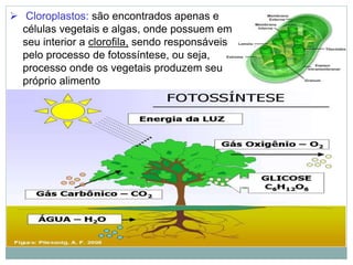  Cloroplastos: são encontrados apenas e
células vegetais e algas, onde possuem em
seu interior a clorofila, sendo responsáveis
pelo processo de fotossíntese, ou seja,
processo onde os vegetais produzem seu
próprio alimento
 
