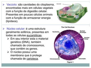  Vacúolo: são cavidades do citoplasma,
encontradas mais em células vegetais
com a função de digestão celular.
Presentes em poucas células animais
com a função de armazenar energia
(lipídeos).
 Núcleo celular: é uma estrutura
geralmente esférica, presentes em
todas as células eucarióticas.
 Em seu interior esta o material
genético (DNA), também
chamado de cromossomos,
que contêm os genes.
 O núcleo possui uma
membrana que à protege
chamada de carioteca.
 