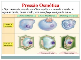 Pressão Osmótica
• O processo de pressão osmótica equilibra a entrada e saída de
água na célula, desse modo, uma solução puxa água da outra.
 