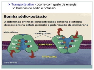  Transporte ativo - ocorre com gasto de energia
 Bombas de sódio e potássio
 