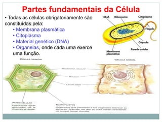 Partes fundamentais da Célula
• Todas as células obrigatoriamente são
constituídas pela:
• Membrana plasmática
• Citoplasma
• Material genético (DNA)
• Organelas, onde cada uma exerce
uma função.
 