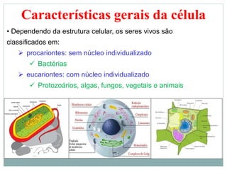Características gerais da célula
• Dependendo da estrutura celular, os seres vivos são
classificados em:
 procariontes: sem núcleo individualizado
 Bactérias
 eucariontes: com núcleo individualizado
 Protozoários, algas, fungos, vegetais e animais
 