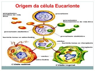 Origem da célula Eucarionte
 
