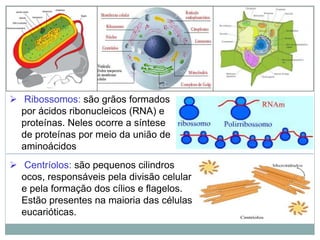  Ribossomos: são grãos formados
por ácidos ribonucleicos (RNA) e
proteínas. Neles ocorre a síntese
de proteínas por meio da união de
aminoácidos
 Centríolos: são pequenos cilindros
ocos, responsáveis pela divisão celular
e pela formação dos cílios e flagelos.
Estão presentes na maioria das células
eucarióticas.
 