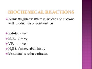  Ferments glucose,maltose,lactose and sucrose
with production of acid and gas
 Indole : - ve
 M.R. : + ve
 V.P. : - ve
 H2S is formed abundantly
 Most strains reduce nitrates
 
