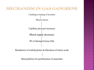 Crushing or tearing of an artery
Muscle anoxia
Capillary pressure increases
Blood supply decreases
Ph of damaged tissue falls
Breakdown of carbohydrates & liberation of amino acids
Ideal platform for proliferation of anaerobes
 