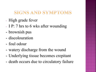 - High grade fever
- I P: 7 hrs to 6 wks after wounding
- brownish pus
- discolouration
- foul odour
- watery discharge from the wound
- Underlying tissue becomes crepitant
- death occurs due to circulatory failure
 