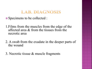  Specimens to be collected :
1.Films from the muscles from the edge of the
affected area & from the tissues from the
necrotic area
2. A swab from the exudate in the deeper parts of
the wound
3. Necrotic tissue & muscle fragments
 