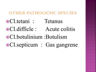 Cl.tetani : Tetanus
Cl.difficle : Acute colitis
Cl.botulinium :Botulism
Cl.septicum : Gas gangrene
 