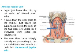 Veins of the neck | PPT