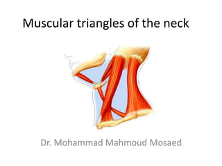 Muscular triangles of the neck
Dr. Mohammad Mahmoud Mosaed
 