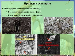Природна селекција
 Индустријски меланизам (Biston betularia)
 Пре индустријализације- светле форме
 После индустријализације- тамне форме
 