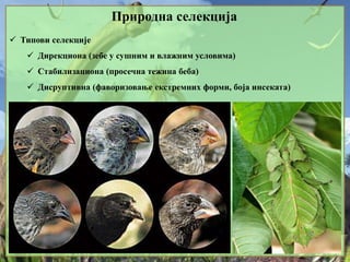 Природна селекција
 Типови селекције
 Дирекциона (зебе у сушним и влажним условима)
 Стабилизациона (просечна тежина беба)
 Дисруптивна (фаворизовање екстремних форми, боја инсеката)
 