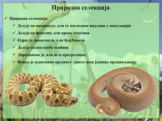 Природна селекција
 Природна селекција:
 Делује на индивидуе, али су последице видљиве у популацији
 Делује на фенотип, али преко генотипа
 Одраз је прошлости, а не будућности
 Делује на постојеће особине
 Дирекциона је, али не и прогресивна
 Важна је адаптивна вредност- зашто неке јединке преживљавају
 