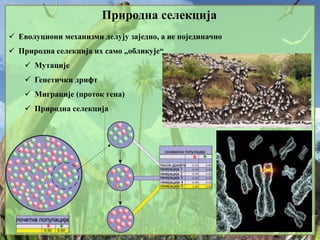 Природна селекција
 Еволуциони механизми делују заједно, а не појединачно
 Природна селекција их само „обликује“
 Мутације
 Генетички дрифт
 Миграције (проток гена)
 Природна селекција
 