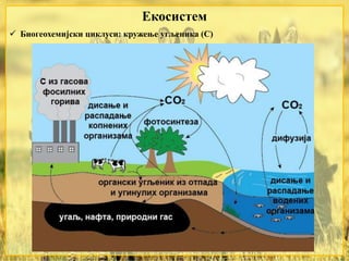 Екосистем
 Биогеохемијски циклуси: кружење угљеника (С)
 