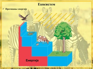Екосистем
 Протицање енергије
 