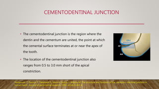 CEMENTODENTINAL JUNCTION
• The cementodentinal junction is the region where the
dentin and the cementum are united, the point at which
the cemental surface terminates at or near the apex of
the tooth.
• The location of the cementodentinal junction also
ranges from 0.5 to 3.0 mm short of the apical
constriction.
Yamamoto T, Domon T, Takahashi S, Islam H, Suzuki F, Wakita M. The structure and function of the cemento—dentinal junction in
human teeth. Journal of periodontal research. 1999 Jul;34(5):261-8.
 