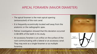 APICAL FORAMEN (MAJOR DIAMETER)
• The apical foramen is the main apical opening
(entrance/exit) of the root canal.
• It is frequently eccentrically located well away from the
anatomic or the radiographic apex.
• Palmer investigation showed that this deviation occurred
in 68–80% of the teeth in his study.
• An accessory foramen is an orifice on the surface of the
root communicating with a lateral or an accessory canal.
They may exist as a single foramen or as multiple
foramina.
Ingle JI, Beveridge EE, Glick DH, Weichman JA, Abou-Rass M. Modern endodontic therapy. Endodontics. 1994;2:1-57.
 