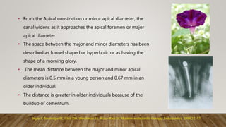 • From the Apical constriction or minor apical diameter, the
canal widens as it approaches the apical foramen or major
apical diameter.
• The space between the major and minor diameters has been
described as funnel shaped or hyperbolic or as having the
shape of a morning glory.
• The mean distance between the major and minor apical
diameters is 0.5 mm in a young person and 0.67 mm in an
older individual.
• The distance is greater in older individuals because of the
buildup of cementum.
Ingle JI, Beveridge EE, Glick DH, Weichman JA, Abou-Rass M. Modern endodontic therapy. Endodontics. 1994;2:1-57.
 
