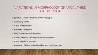 VARIATIONS IN MORPHOLOGY OF APICAL THIRD
OT THE ROOT
Mjor et al. Found variations in the root apex
• Accessory canals
• Areas of resorption
• Repaired resorption
• Pulp stones and calcifications
• Varied amounts of irregular secondary dentin
• Areas devoid of tubules
• Presence of fine tubular branches and microbranches
 