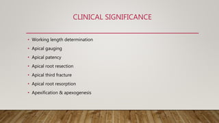CLINICAL SIGNIFICANCE
• Working length determination
• Apical gauging
• Apical patency
• Apical root resection
• Apical third fracture
• Apical root resorption
• Apexification & apexogenesis
 