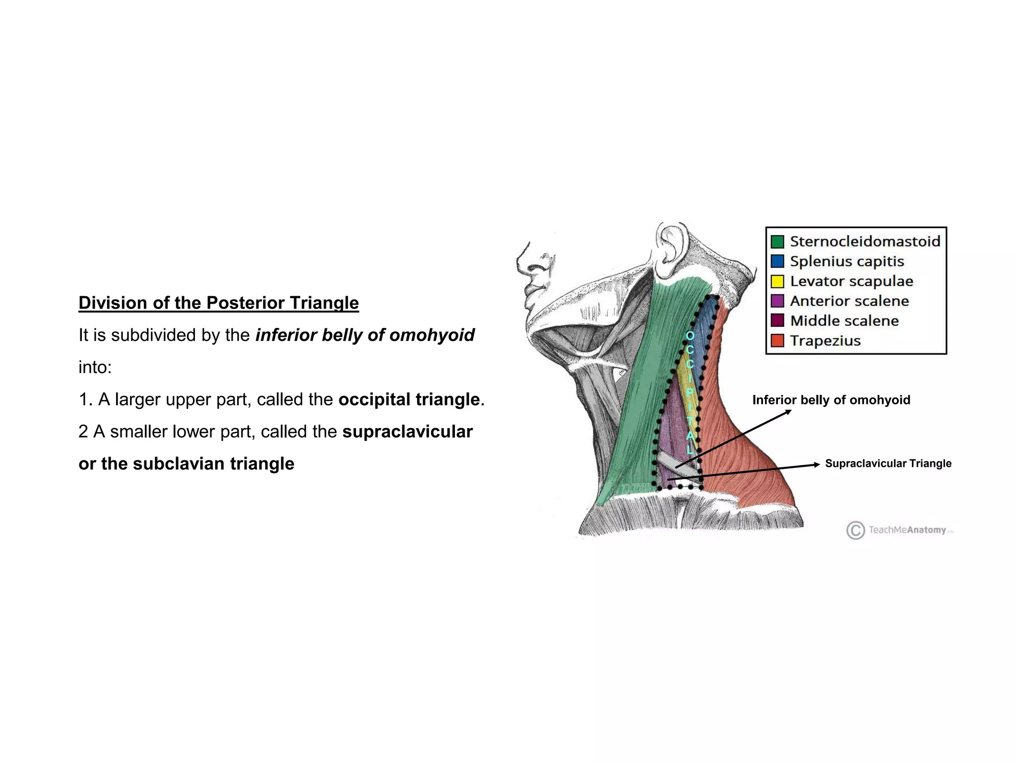 Division of the Posterior Triangle
It is subdivided by the inferior belly of omohyoid
into:
1. A larger upper part, called the occipital triangle.
2 A smaller lower part, called the supraclavicular
or the subclavian triangle
Inferior belly of omohyoid
O
C
C
I
P
I
T
A
L
Supraclavicular Triangle
 