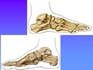 5. miembro inferior huesos y articulaciones