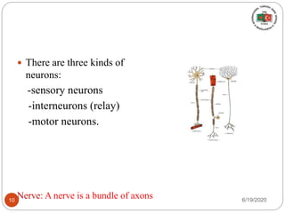 Nerve: A nerve is a bundle of axons
 There are three kinds of
neurons:
-sensory neurons
-interneurons (relay)
-motor neurons.
6/19/202010
 