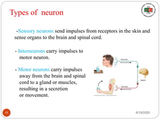 Types of neuron
-Sensory neurons send impulses from receptors in the skin and
sense organs to the brain and spinal cord.
- Interneurons carry impulses to
motor neuron.
- Motor neurons carry impulses
away from the brain and spinal
cord to a gland or muscles,
resulting in a secretion
or movement.
6/19/202011
 